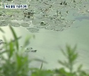전례 없는 낙동강 녹조..독성 물질 '3배' 검출