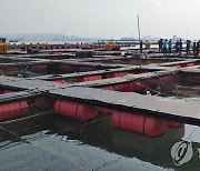 충남 천수만 가두리 양식장 고수온 경보에 총력 대응