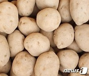 강원농업기술원, 31일까지 농가서 파종할 감자 신청접수