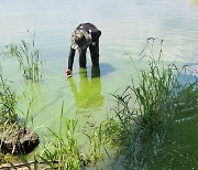 녹조로 뒤덮인 낙동강..4급수 서식 붉은깔따구·실지렁이 발견