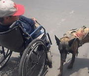 "믿기 힘들다" 사지마비 주인 대신 휠체어 민 반려견..전세계 울렸다 [영상]