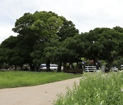 '우영우 팽나무', 보성엔 천연기념물 '팽나무 숲' 있다