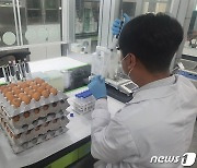전남동물위생시험소 "도내 생산 계란 안전성 검사 결과 적합"