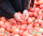 황금반지 기대했는데 '허탕이네'