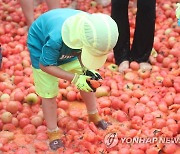 토마토에서 황금반지 찾는 어린이