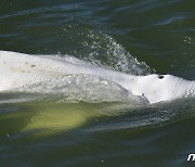 바다 사는 흰돌고래 벨루가, 佛 센강에서 일주일째 표류 중