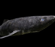 극지방 그린란드 상어가 열대 바다서 발견됐다..어떻게 갔지?