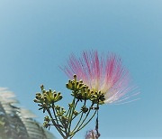 [포토친구] 자귀나무 꽃