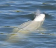 찬 바다 서식하는 흰고래, 프랑스 센강에서 발견돼..먹이 안먹고 일주일째 헤엄쳐