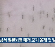 충남서 일본뇌염 매개 모기 올해 첫 발견
