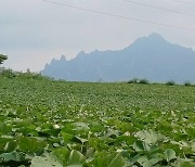 상상을 초월한 50만평 고구마 농사..다이어트 효과가 낳은 '저 푸른 고구마 밭'