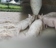 폭우에 아프리카돼지열병 확산 주의.."차단 방역 강화"