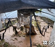 [집중호우] 경기 남부, 폭우로 농가 피해 잇따라