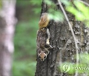 대전 보문산서 발견된 멸종위기종 하늘다람쥐