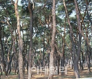 한국인이 가장 좋아하는 나무는 '답정너' 소나무