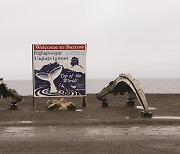 [알래스카를 가다] 100톤짜리 보어헤드고래..죽어서도 알래스카를 지키다
