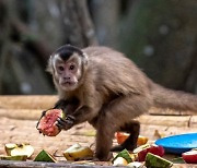 원숭이두창 확산했다고..브라질서 애꿎은 원숭이 수난시대