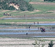 농사에 사활 북한, 이상기후에 긴장.."엄혹한 시기 쌀독 채워야"