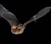 박쥐 겨울잠이 생물학적 노화 늦춰 장수 비결로 작용
