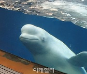 '우영우' 남방큰돌고래 이어..벨루가도 캐나다 바다쉼터 보낸다