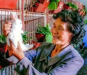 북한, 토끼 사육을 통한 고기 생산 확대 촉구