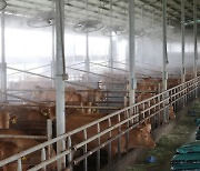 강화군, 축산농가 여름철 폭염 피해 예방 대책 추진