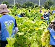 KT&G "잎담배 농가 수확 봉사활동 실시"