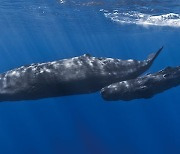 바다, 지구 생명의 출발..고래의 꿈은 무엇일까