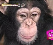 '학대' 체험 동물원 넘어갈 위기, 침팬지 광복·관순이 '반출 철회'