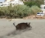 멧돼지가 왜 바다서 나와?..난데없는 습격에 스페인 해변 비명