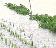 도심·농경지 침수..충청권 폭우 피해 속출