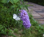 [포토친구] 나비와 꽃과 비