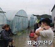 [집중호우] 전북 군산 시설하우스 호우피해