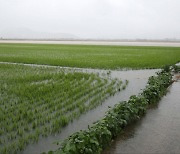 충남 12일 새벽까지 100mm 넘는 비 내려