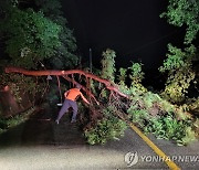 홍성군, 쓰러진 나무 안전 조치하는 소방대원