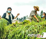 풀베기에 높은 실적 기록한 북한 함경남도 농장들