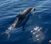 뉴질랜드 해안서 좌초된 돌고래떼 발견..구조 중 2마리는 하늘로