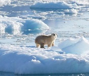 "예상보다 빨라" 과학자들, 북극 온난화 경고..NYT "韓 폭우도 기상이변 사례"