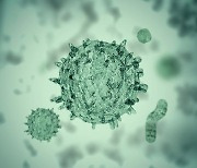 최근 발견된 중국 신종 인수 공통 바이러스, 국내 발견 바이러스와 비슷