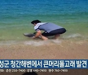 고성군 청간해변에서 큰머리돌고래 발견