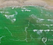 녹조 덮친 초록빛 바다