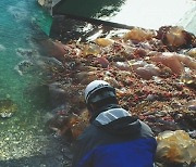 [단독] 제주·부산까지..중국 바다서 온 '2m 독성 해파리 떼'