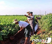 북한 농민들, '재해성 이상 기후' 속 농작물 보호에 만전
