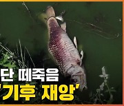 [자막뉴스] 마실 물이 없다..'기후 재앙' 유럽 대륙 위협