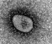 "코로나19 BA.5 감염돼 면역 생겨도 BA.2.75 막기 어려울 수 있어"