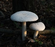 [포토친구] 버섯