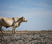 "프랑스 최악의 가뭄에 전통 치즈 생산까지 중단"