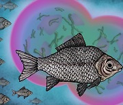 [와우! 과학] 다른 물고기 정자 가로채 번식하는 기이한 처녀생식 물고기