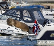 Norway Walrus Euthanized