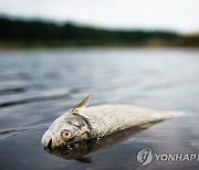 유럽 한복판 오데르강서 물고기 집단폐사.."염도높고 수은검출"